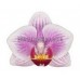 Орхидея 1 ветка (Belem)